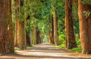 Balade sophrologique en pleine conscience en forêt
