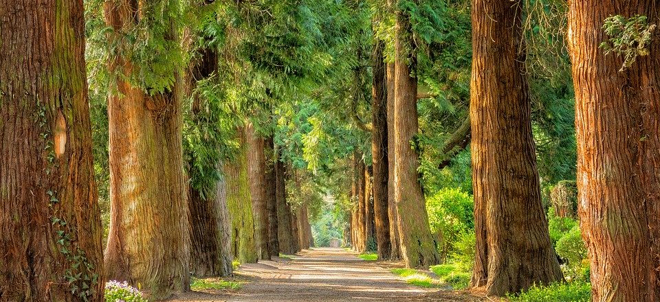 Balade sophrologique en pleine conscience en forêt